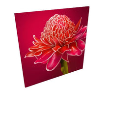 Flaming Torch flower