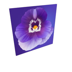 Purple Pansy