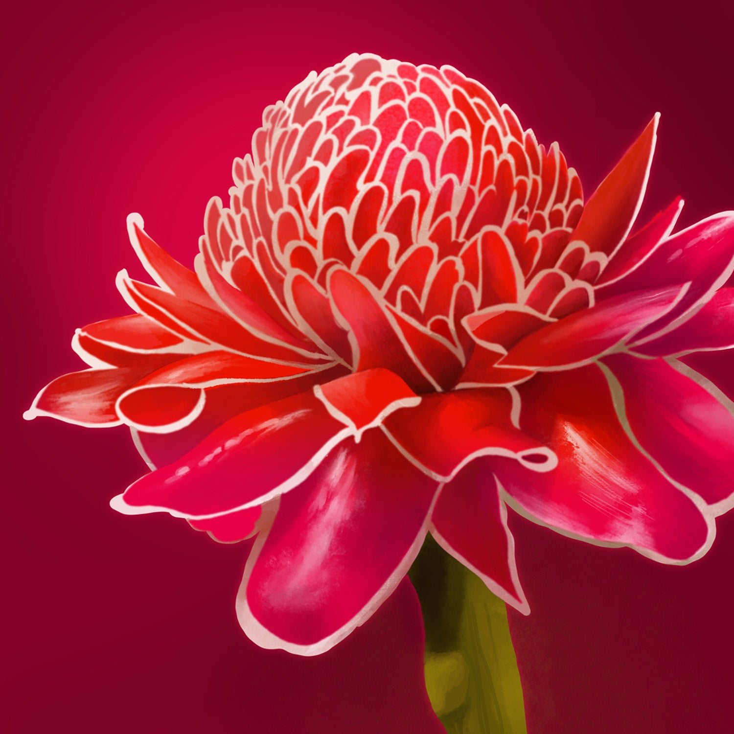 Flaming Torch flower