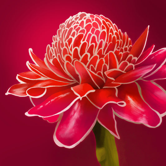 Flaming Torch flower