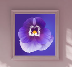 Purple Pansy