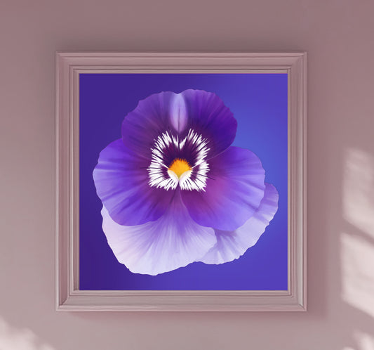 Purple Pansy