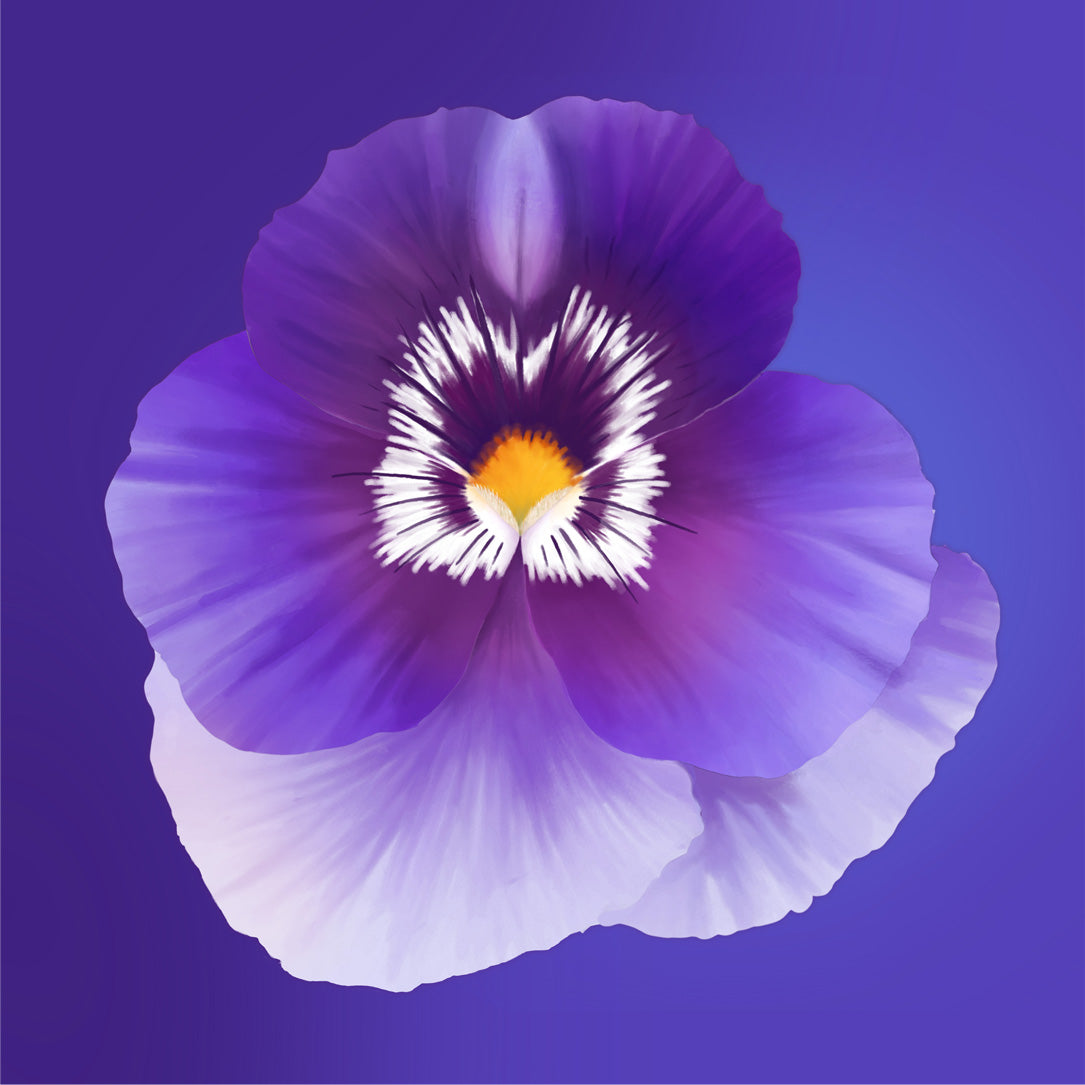 Purple Pansy