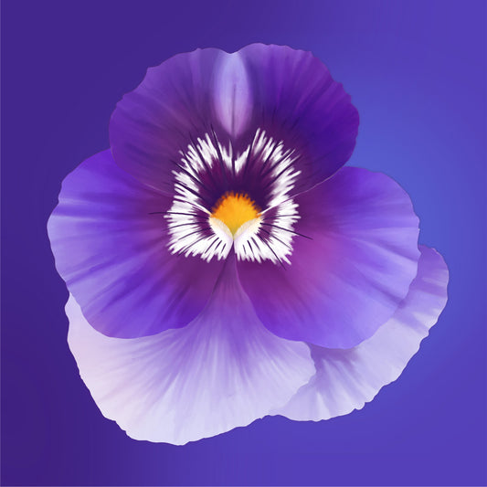 Purple Pansy