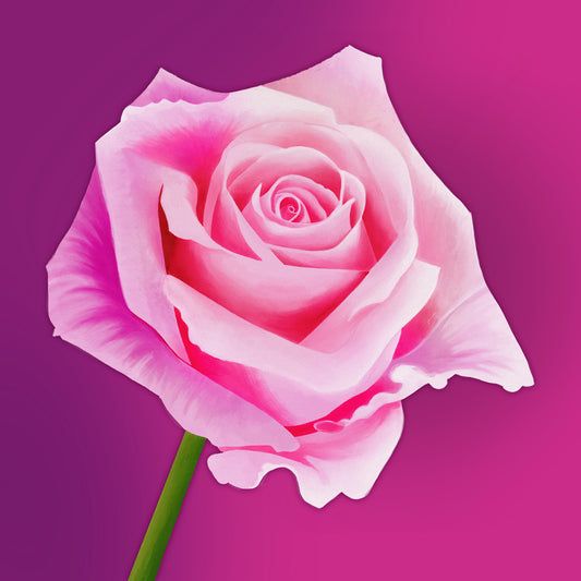 Pink Rose