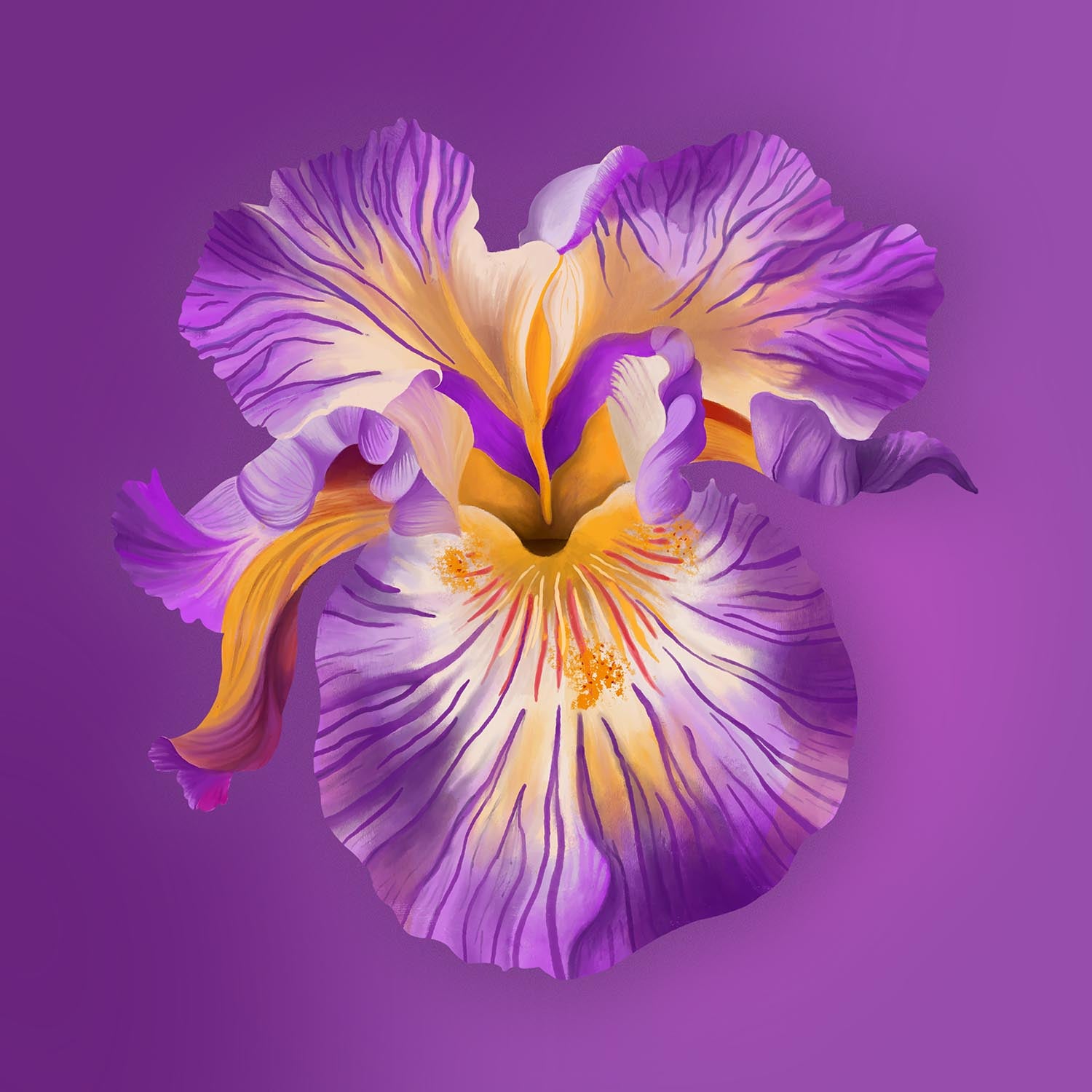 Purple Iris