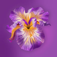 Purple Iris