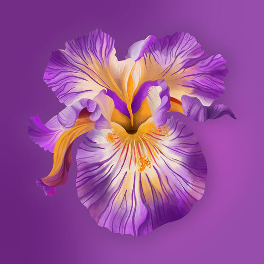 Purple Iris