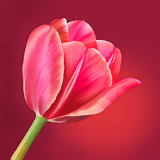 Red tulip on canvas