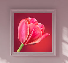 Red tulip on canvas
